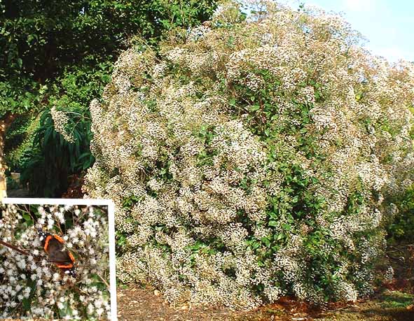 برگ نوی آگراتینا